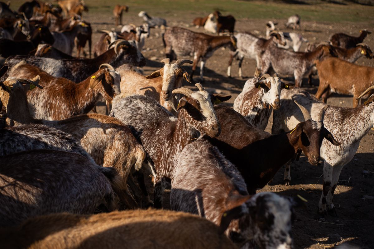 Las cabras floridas de Sandra.