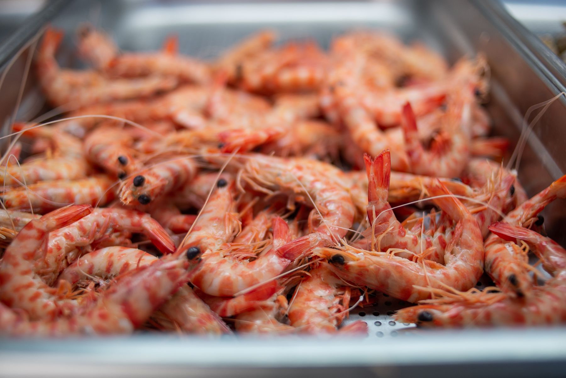Langostinos similares a la especie que solo está disponible en verano.