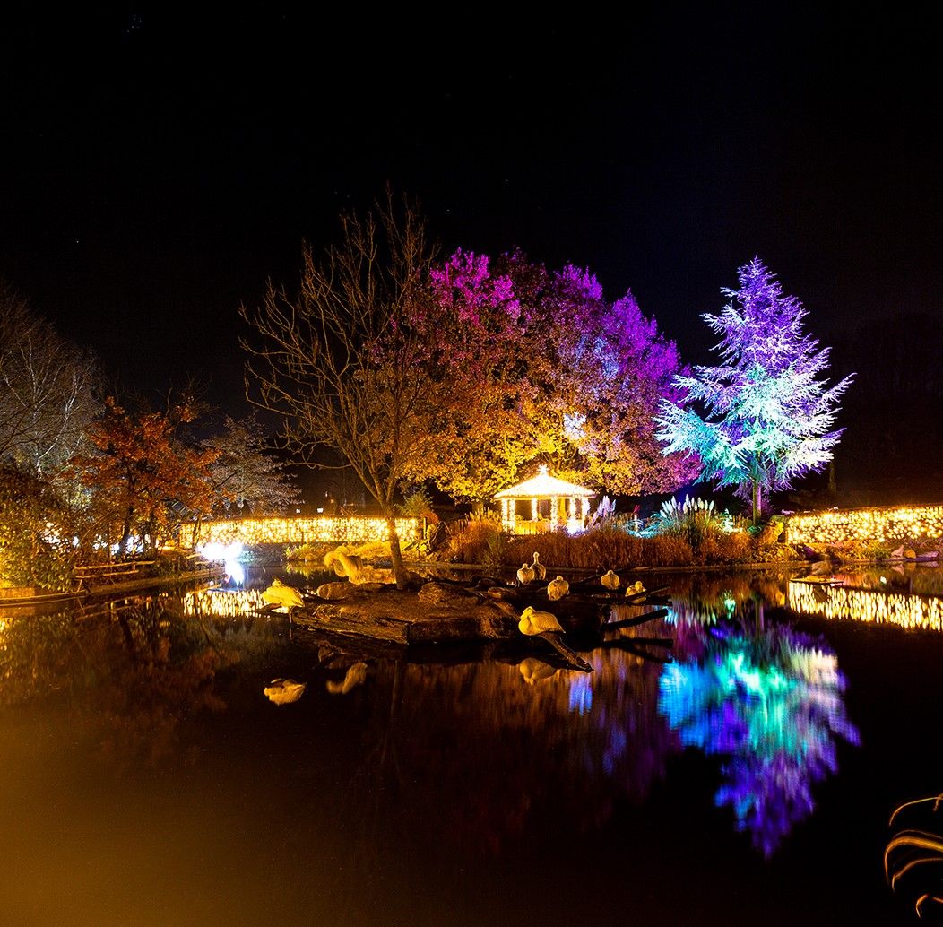 'Luces del Botánico' 6