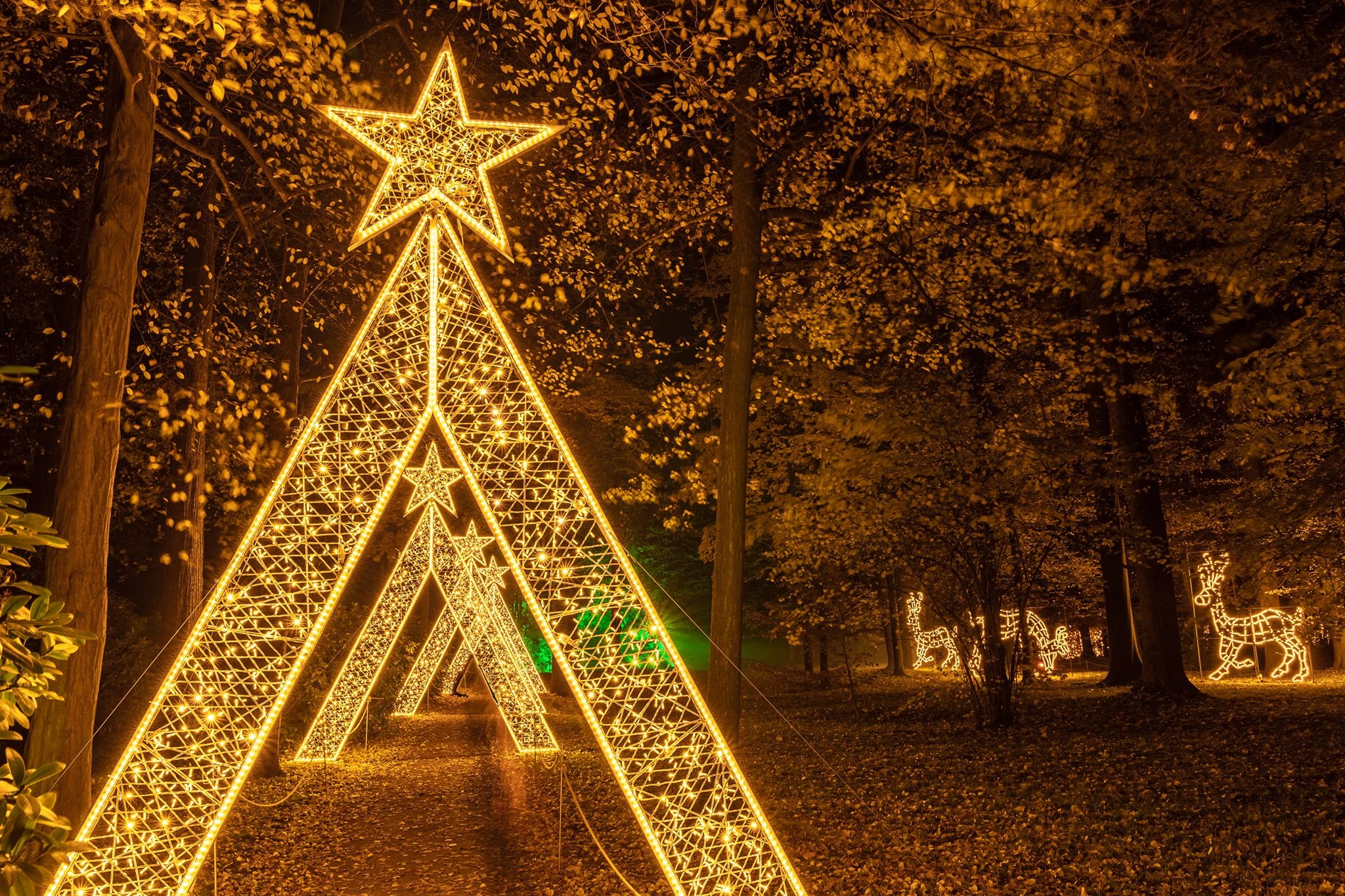 'Luces del Botánico' 7