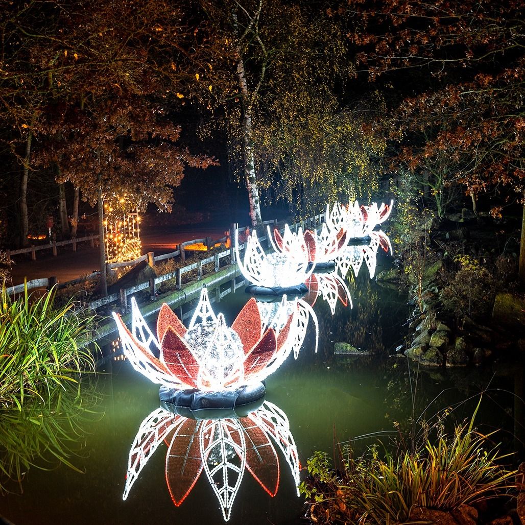 'Luces del Botánico' 9