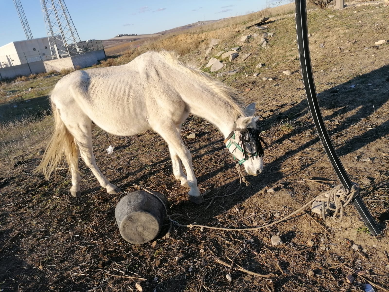 Un caballo abandonado en suelo municipal.