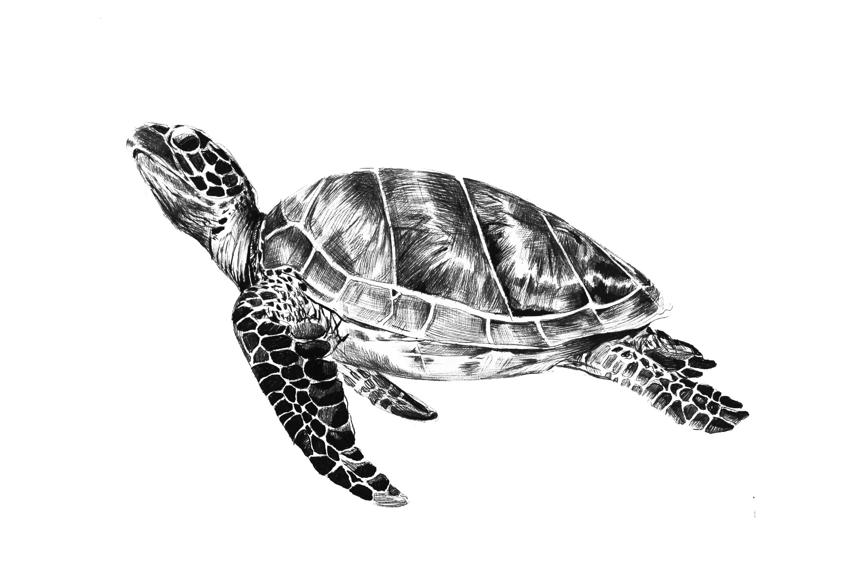 Ilustración de Celia Moro.