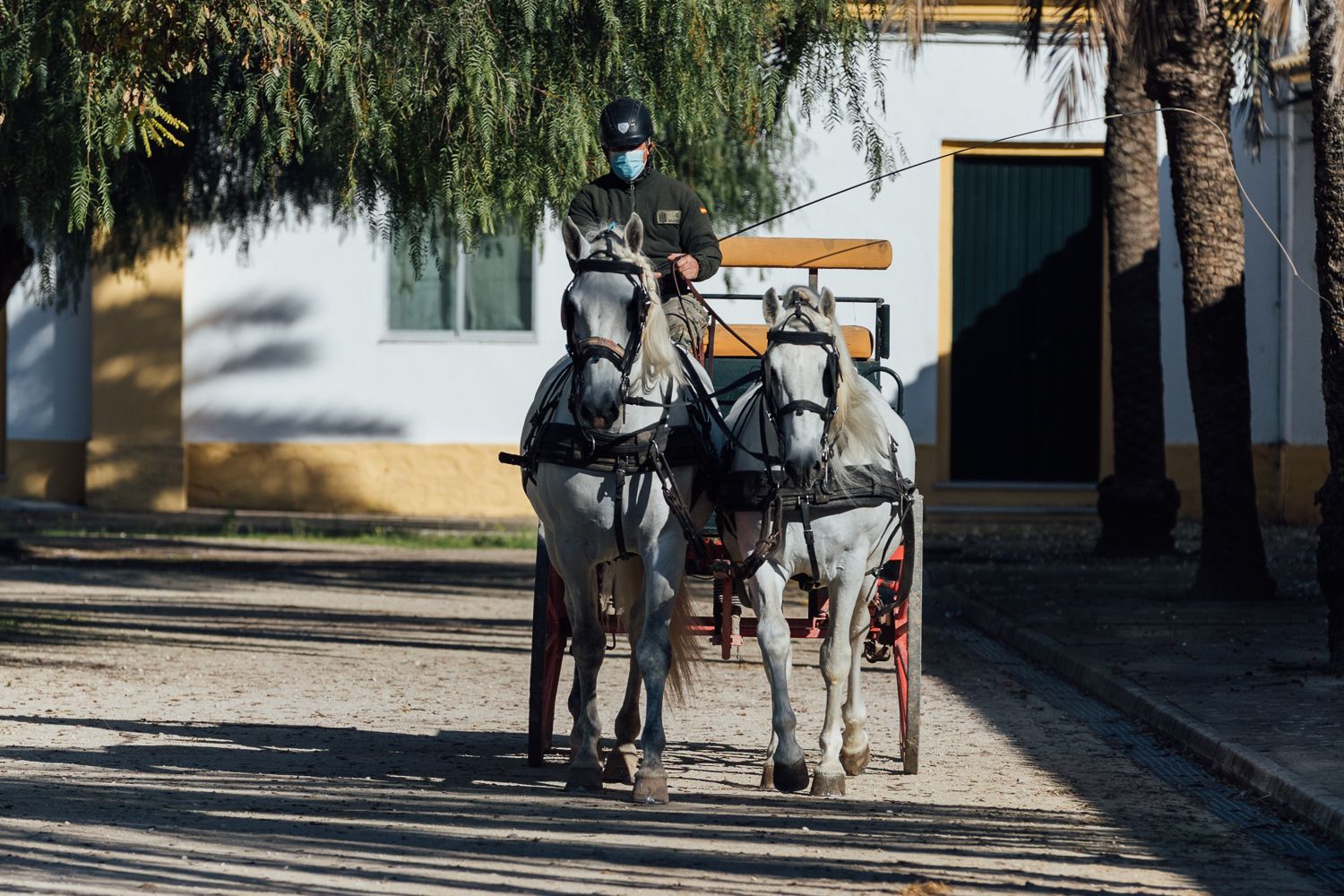 Entrenamiento con carros en el cortijo de Garrapilos.