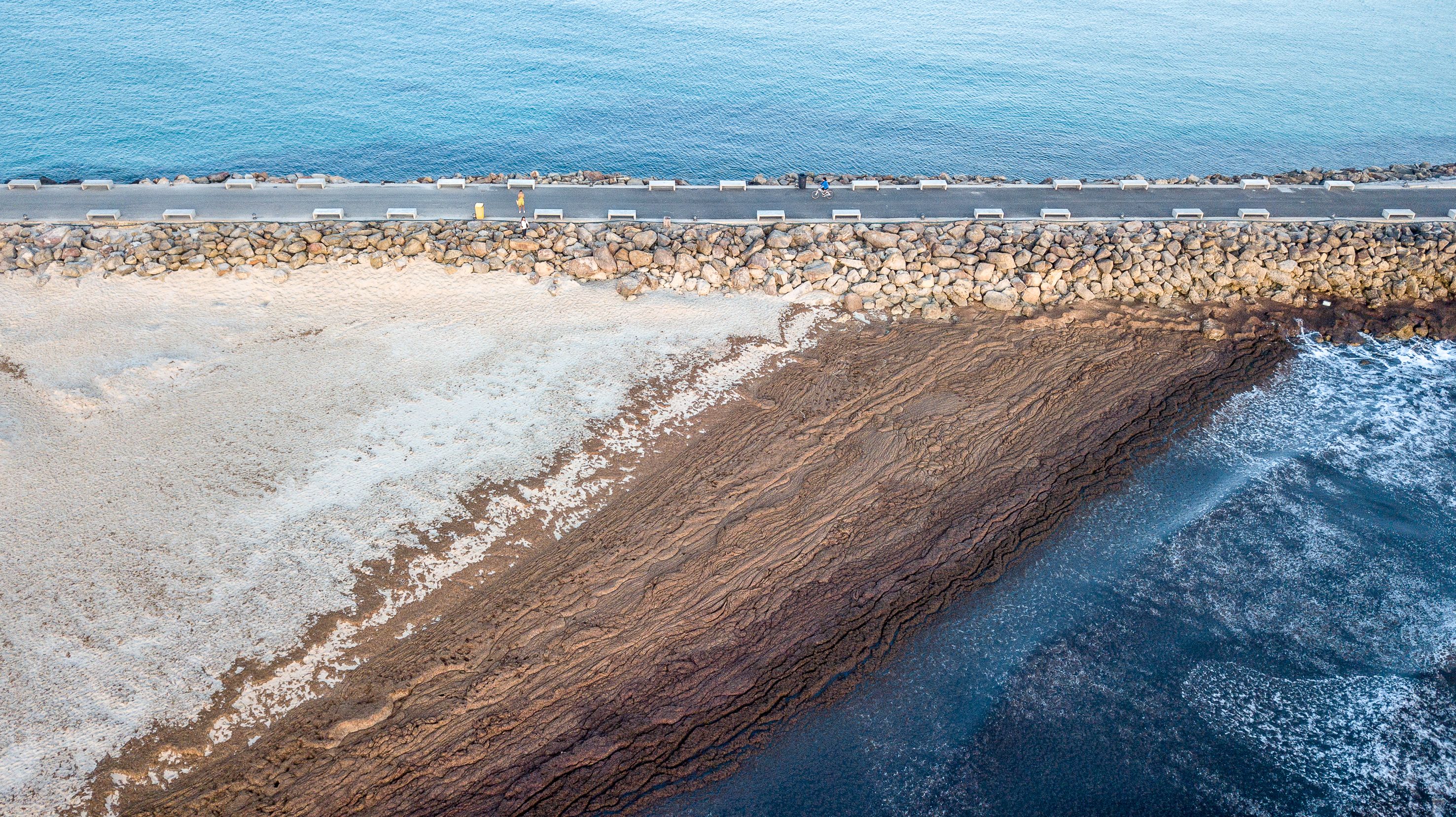Vista aérea de las algas invasoras acumuladas en la zona de poniente, en frontera entre el mediterráneo y el atlántico en Tarifa, Cádiz.