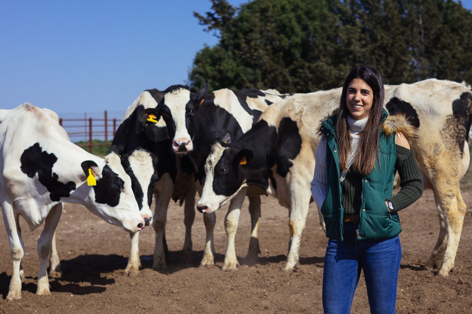 La ganadera con las vacas Holstein.