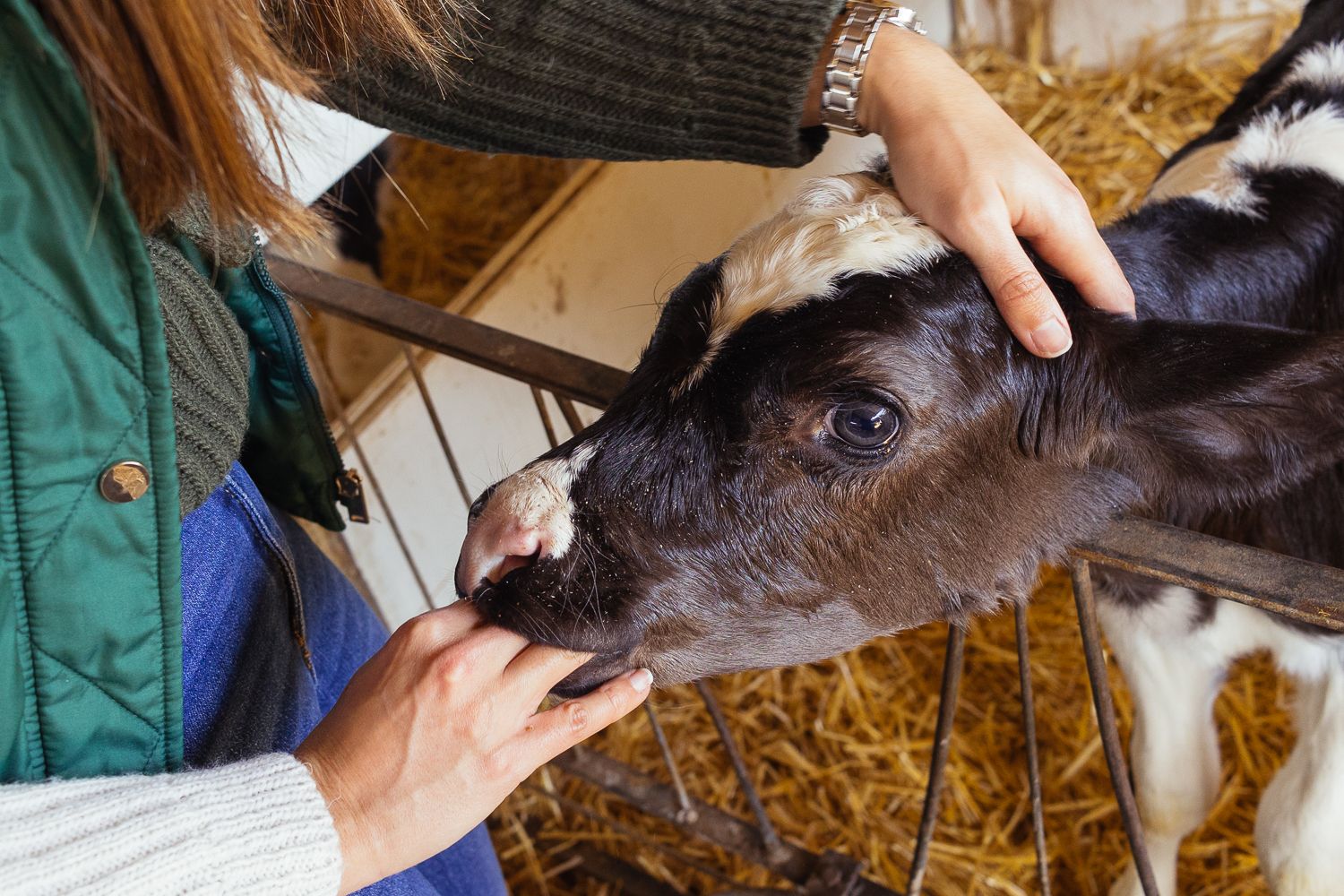 La veterinaria acaricia uno de los terneros.