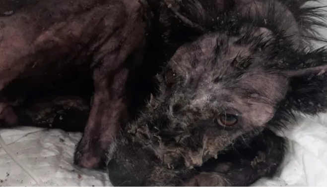 Mireya, el perro maltratado y abandonado en jerez.    PPPELUDOS JEREZ.  Convocan una concentración para pedir justicia para Mireya, la cachorra rociada con Ácido en Jerez 
