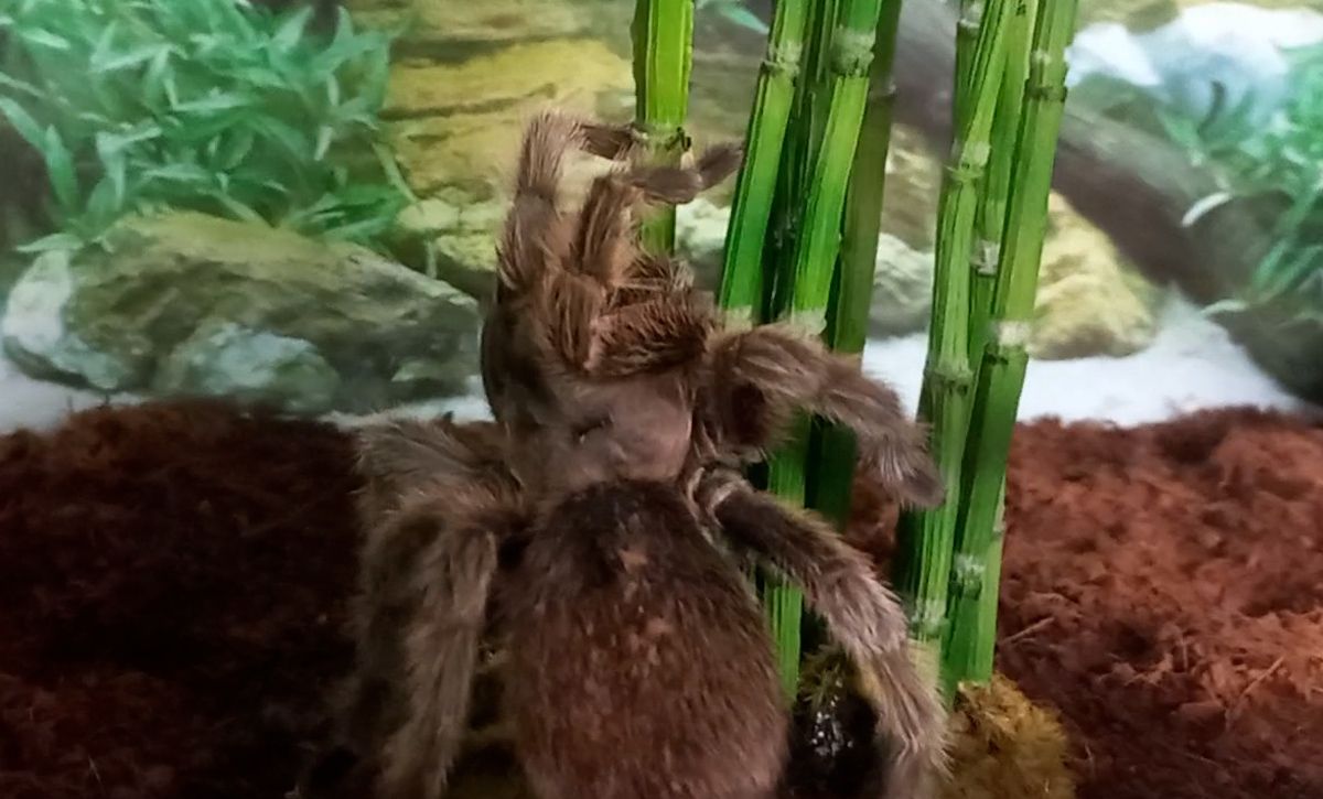 Una de las especies encontradas.
